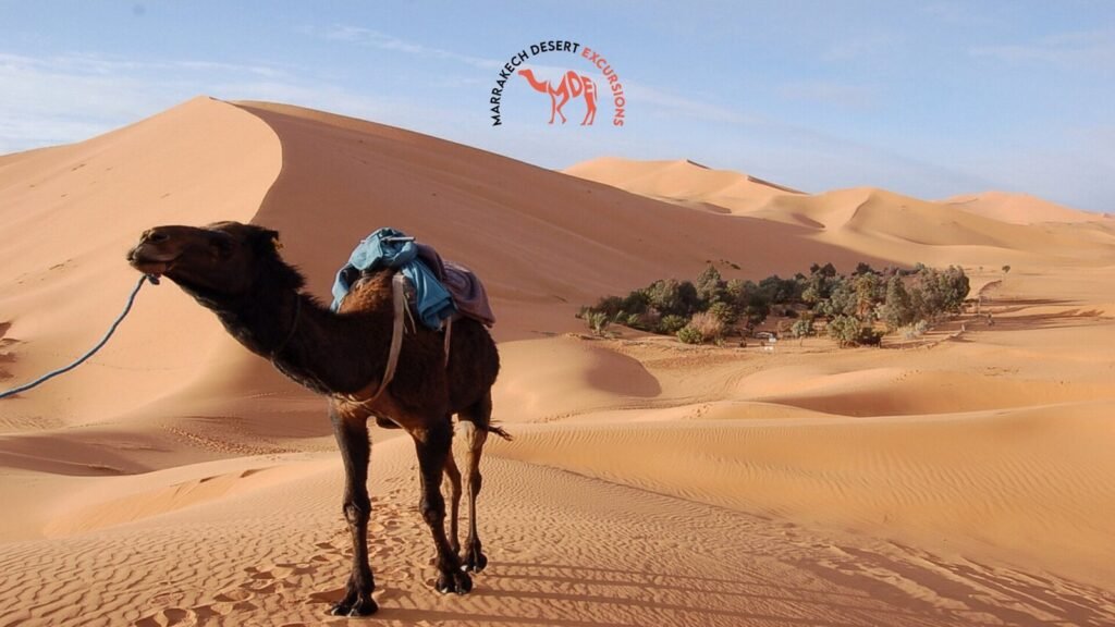 best morocco sahara desert trips