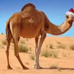 Morocco christmas and new year's eve in the Sahara desert