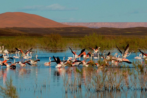 morocco birding tours 2025