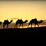 Merzouga Camel Ride A Sahara Adventure Awaits